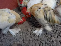 Chickens — Foto 3