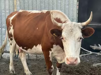 Bull, Kazakh White-headed cow — photo 3