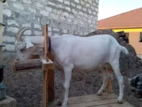 Cabra, Saanen goat — foto 1