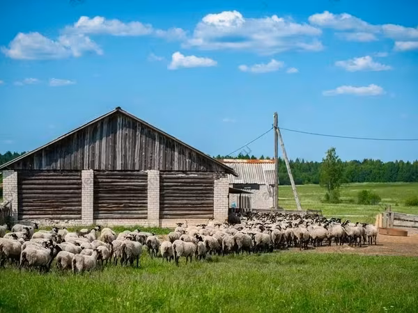 Widder, Romanov sheep