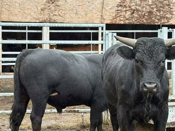 Toro, Ganado vacuno