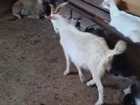 Billy Goat, Goats — photo 1