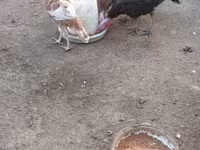बोर्बन रेड — फ़ोटो 4