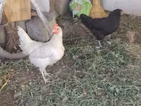 Chickens — 3-rasm