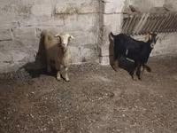 Ziegenbock, Ziegen — Foto 2