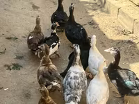 Domestic Muscovy — photo 1