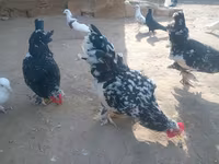 Japanisches Bantam — Foto 7