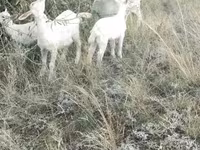 Dişi keçi, Alpine goat — foto 1