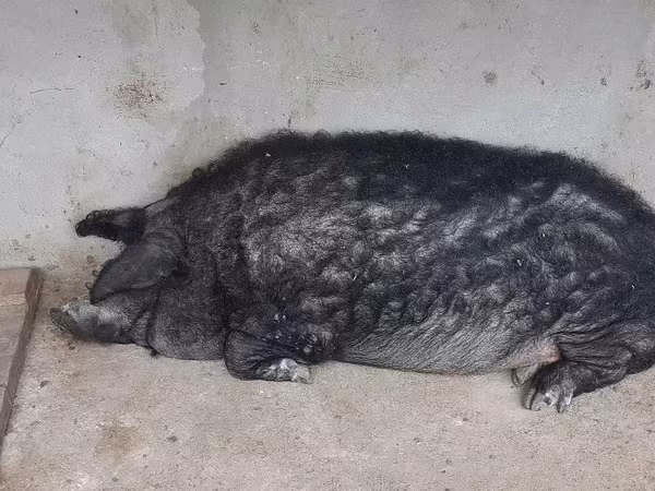Vind jumate din porcină de mangalița