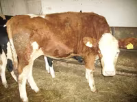 Bulle, Simmental cattle — Foto 1
