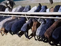 كبش, الأغنام — الصورة 8