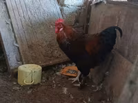 Chickens — Foto 2