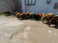 Sheep (batch, sex not specified), Sheep — photo 4