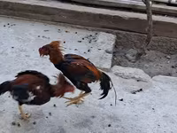 Chickens — Foto 7