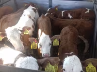 Бұқа, Simmental cattle — 4-сурет