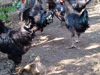 Chickens — 3-сурет