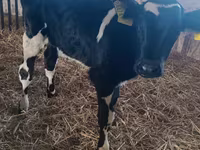 Buğa, Russian Black pied cattle — foto 1