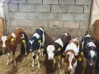 Bulle, Simmental cattle — Foto 3