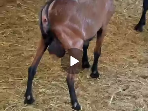 母山羊, Italian Alpine goat