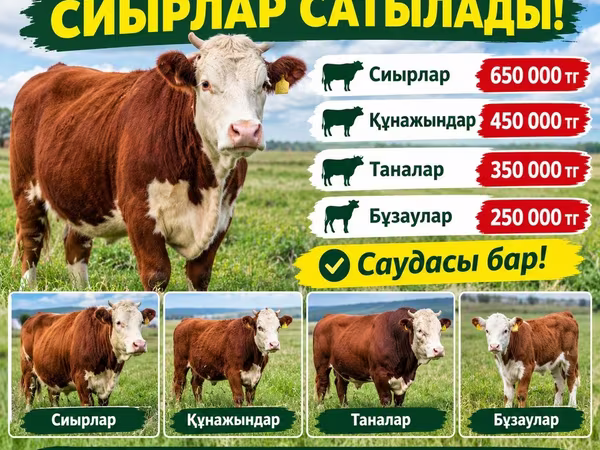 Kuh, Swiss cattle