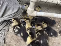 Ducks — Foto 2