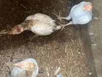 Chickens — 4-rasm