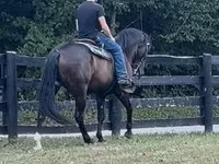 Aygʻir, French Trotter — 5-rasm