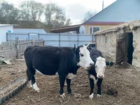 Корова, Latvian Blue cattle — фото 6