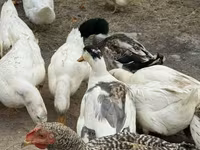 American Pekin — Foto 2