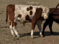 ثور, Swiss cattle — الصورة 4