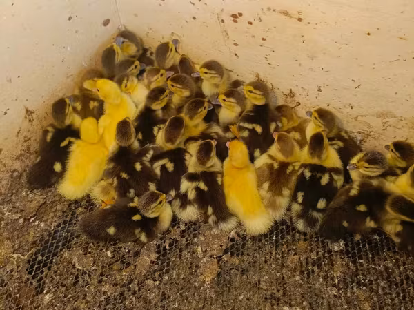 Ducks