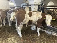 ثور, Simmental cattle — الصورة 4