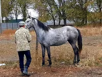 فرس, Thoroughbred horse — الصورة 2