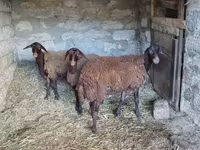 Schaf, Blackheaded Persian sheep — Foto 2