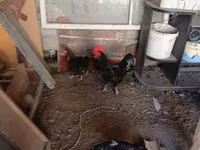 Australian Pit Game fowl — Foto 1