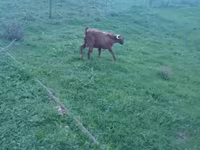 Ziegenbock, Ziegen — Foto 7