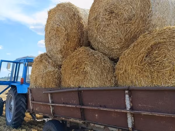 Продам круглые тюки соломы