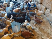 Chickens — الصورة 1