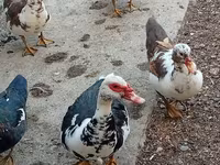 Ducks — foto 4