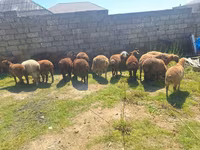 Sheep (batch, sex not specified), Sheep — photo 7