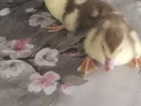 Ducks — फ़ोटो 5