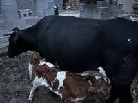 Сиыр, Latvian Blue cattle — 1-сурет