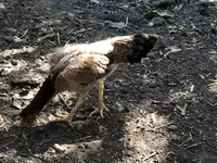 Chickens — Foto 5
