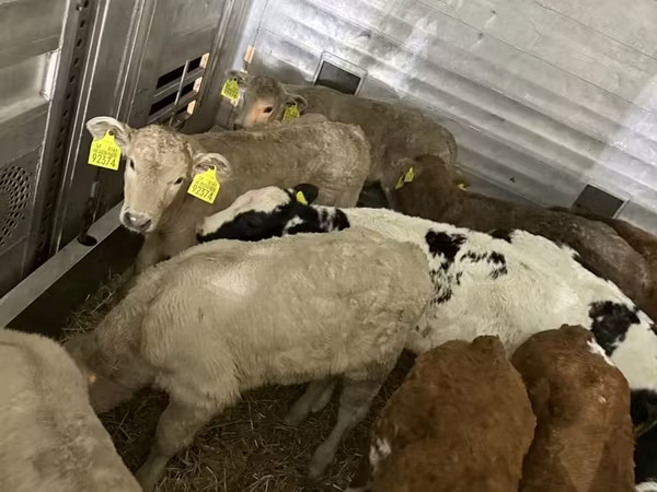 КРС (партия, пол не указан), Коровы