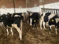 Kuh, Russian Black pied cattle — Foto 2