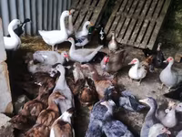 Ducks — الصورة 3