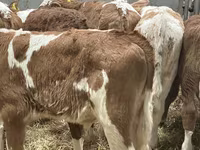 Rinder (Partie, Geschlecht nicht angegeben), Russian Black pied cattle — Foto 8
