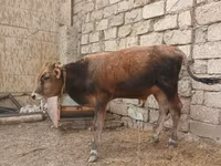 Bulle, Russian Black pied cattle — Foto 4