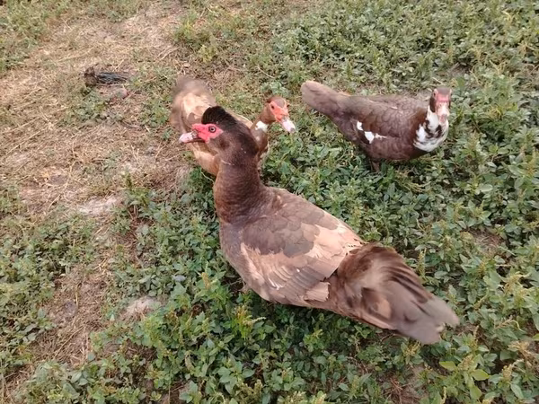 Ducks