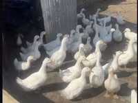अमेरिकन पेकिन — फ़ोटो 2